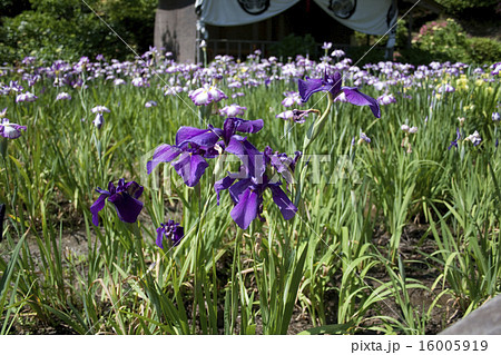 花しょうぶ祭り 16005919