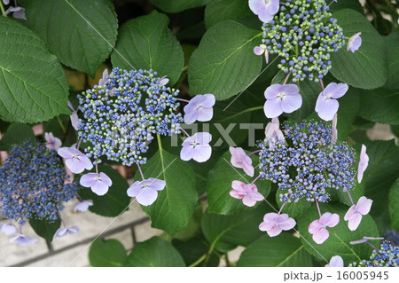 あじさい あじさい 16005945