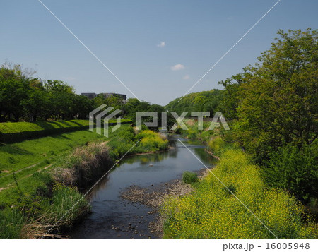 春の野川 春の野川 16005948