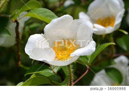 ナニワイバラ 16005998