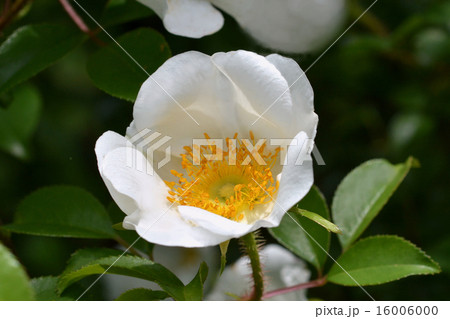 ナニワイバラ ナニワイバラ 16006000