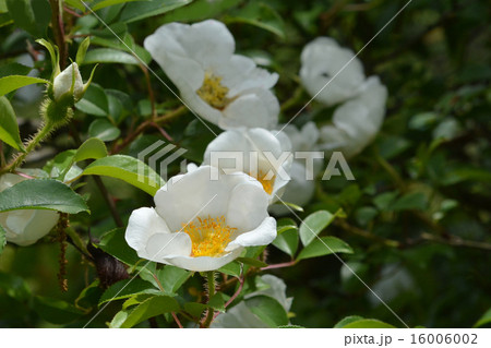 ナニワイバラ ナニワイバラ 16006002