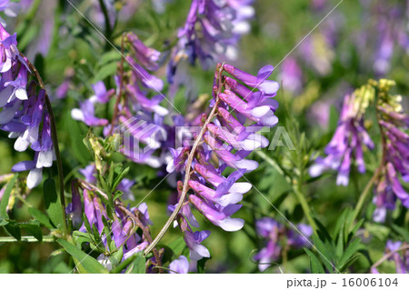 ナヨクサフジ 16006104