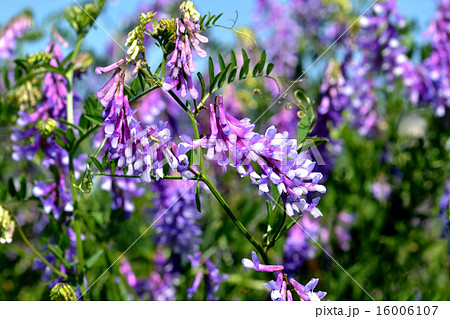 ナヨクサフジ 16006107