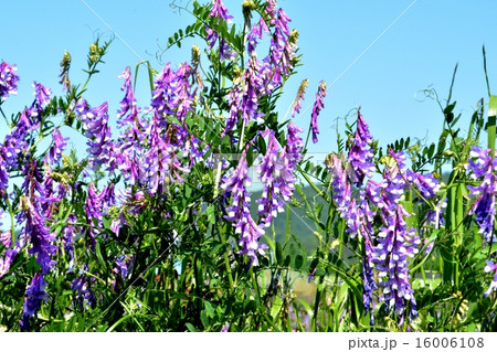 ナヨクサフジ 16006108