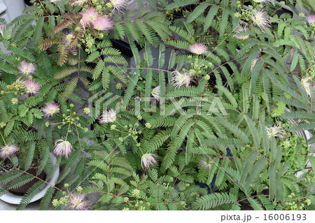 ネムノキ 16006193