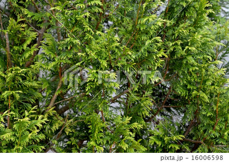 ニオイヒバ ニオイヒバ 16006598