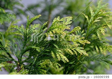 ニオイヒバ 16006599