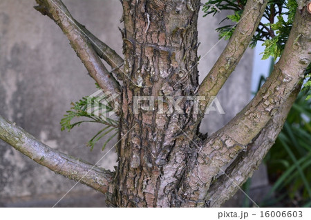 ニオイヒバ 16006603