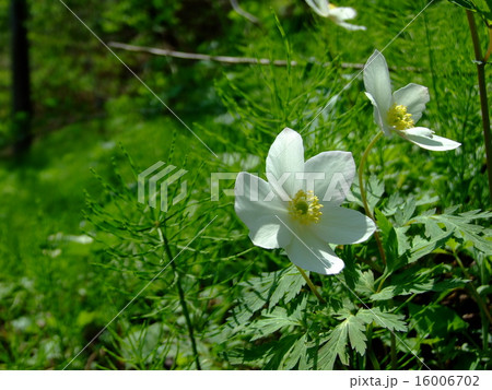 イチリンソウ 16006702