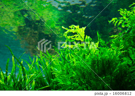 水草 草 植物 緑 黄緑 水族館 アクアリウム 水 海 川の写真素材 [16006812] - PIXTA