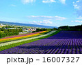 ラベンダー畑 16007327