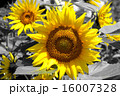 ひまわり 16007328