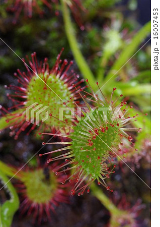 食虫植物　モウセンゴケ (毛氈苔)の捕虫葉 16007453