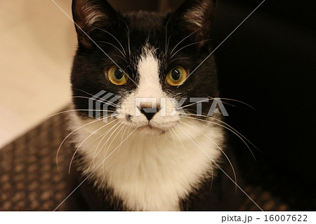 猫 顔正面アップ の写真素材