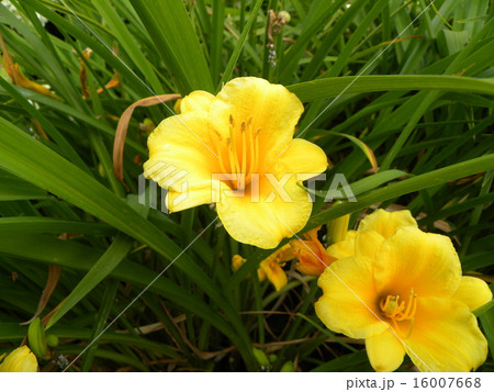 初夏の花壇に咲くヘメロカリスステラデオロの黄色い花 16007668