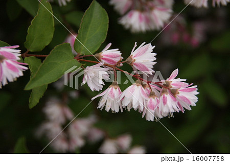 白とピンクの花の咲く木の写真素材