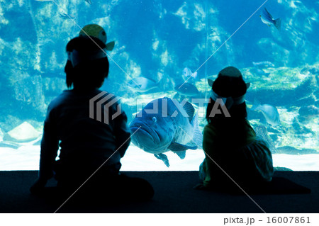 大きな魚とにらめっこ 16007861