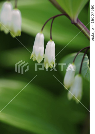 アマドコロ 16007960