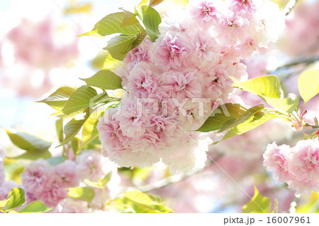 ボタン桜 16007961