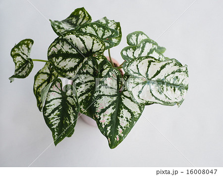 カラジューム 16008047