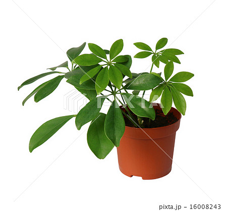 Houseplant - young Schefflera a potted plant isolated over white 16008243