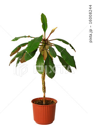 Houseplant - euphorbia a potted plant isolated over white 16008244