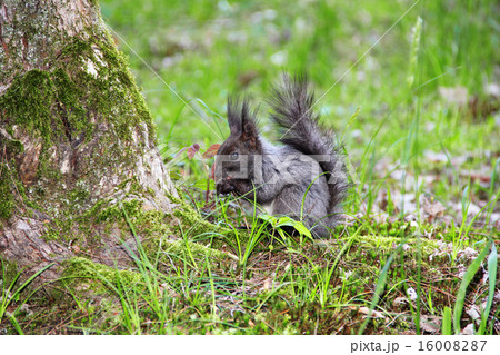 squirrel standing on the ground on his hind legs squirrel standing on the ground on his hind legs 16008287