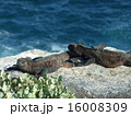 海イグアナ 16008309