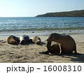 カラパゴスアシカ 16008310