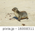 ガラパゴスアシカ 16008311