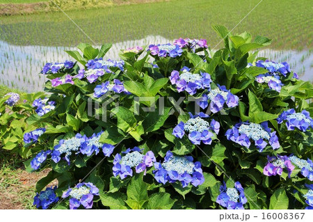 紫陽花 紫陽花 16008367