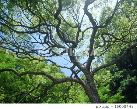 新緑の木々 16008448