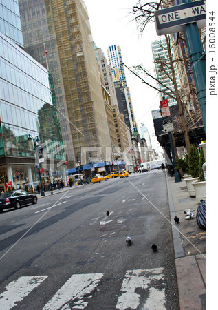 New York 16008544