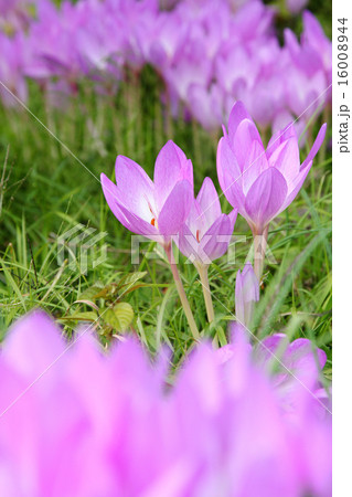 イヌサフラン咲く コルチカム イヌサフラン 秋の花 ピンクの花の写真素材