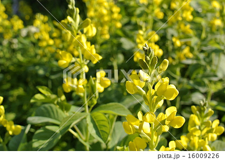 朝日を受ける仙台萩の写真素材