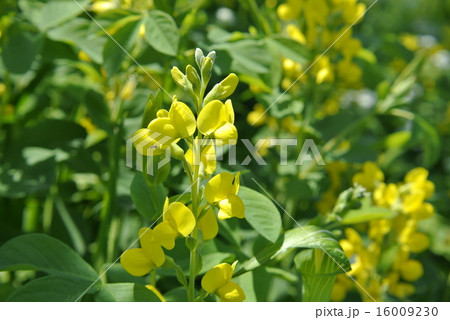 昼前の仙台萩の写真素材