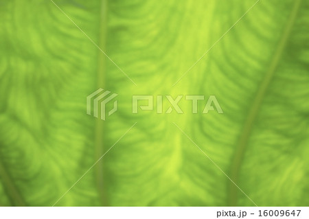 Green blurred foliage background Green blurred foliage background 16009647