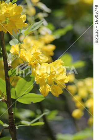 キングサリ　"ボッシー" 16009749