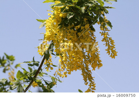 キングサリ　"ボッシー" 16009750