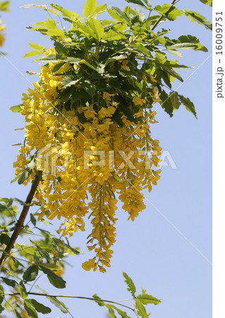 キングサリ　"ボッシー" 16009751