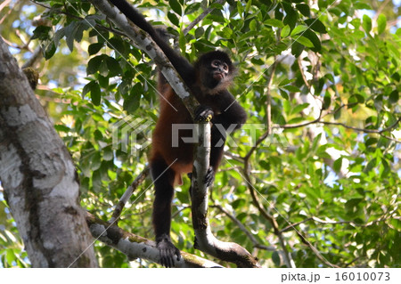 クモザル 16010073