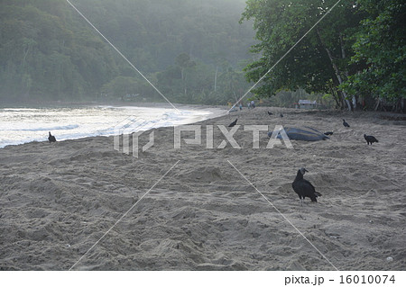 オサガメ 16010074