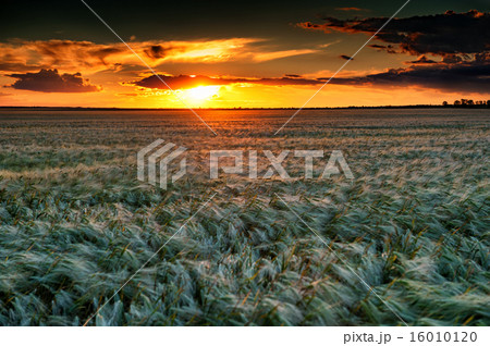 evening wheat field. summer landscape evening wheat field. summer landscape 16010120