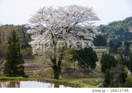 山桜咲く棚田 山桜咲く棚田 16011746