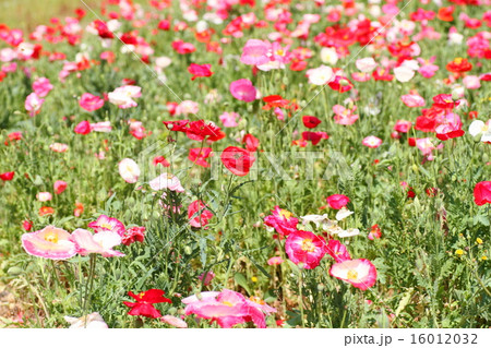 ポピーの花 16012032