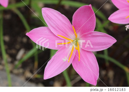 ピンクのゼフィランサスの写真素材