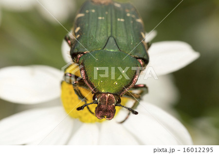 ハナムグリ ハナムグリ 16012295