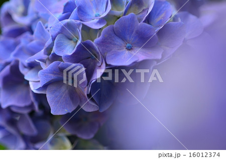 アジサイ アジサイ 16012374