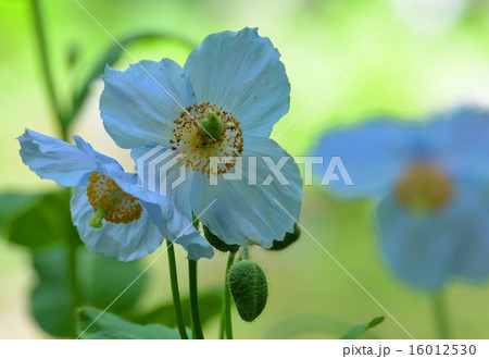 ブルーポピー 16012530